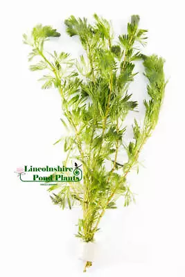 £3.44 • Buy 5 CABOMBA Aquatica With Ceramic Weights - Live Aquarium Aquatic Tropical Plant F