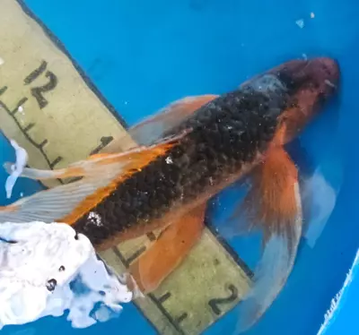 20in AKA Matsuba Butterfly Japanese Koi W/certificate • $700