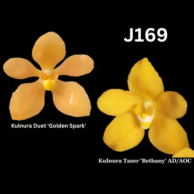 $13.50 • Buy Sarcochilus Orchid Seedling. J169 (Kulnura Duet 'Golden Spark' X Kulnura Taser '