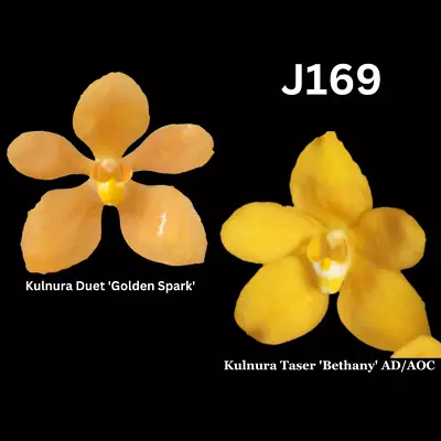 Sarcochilus Orchid Seedling. J169 (Kulnura Duet 'Golden Spark' X Kulnura Taser ' • $13.50