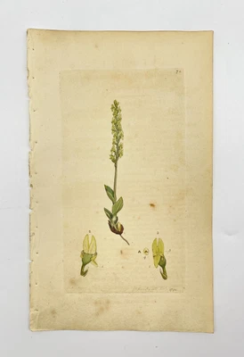 £53.95 • Buy Antique Flower Print - Botanical Art Print -  Massage - James Sowerby - 1814