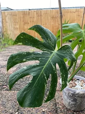 Monstera Variegated MINT Large Form (Non TC) • $180