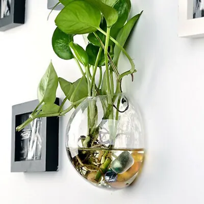 £9.04 • Buy Wall Hanging Planter Glass Hydroponic Vase Plant Terrarium Ball Flower Pot 4''