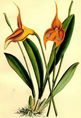 Masdevallia Veitchii Original 19th Century Orchid Flower Decoration • $21.26