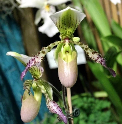 $110 • Buy Paphiopedilum Rodney Wilcocx Jones, Large Plant Division Well Established