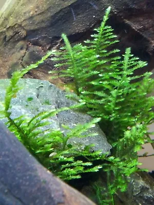 Assorted Moss - Aquarium Live Water Aquatic Plant Fish Shrimp Tank • $5.99