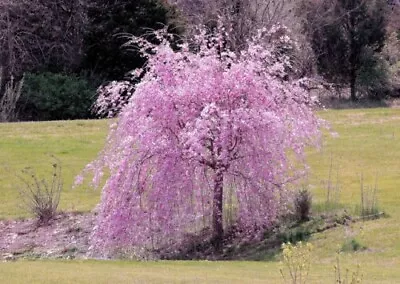 Weeping Purple Cherry Tree 5  Seeds Flowering Japanese Flower Ornamental • $3.99