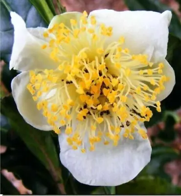 10 LARGE LEAF TEA CAMELLIA SEEDS - Camellia Sinensis Assimilis • £5.63