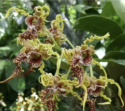 $60 • Buy Dendrobium Spectabile Orchid Species