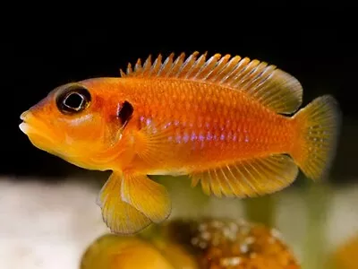 Gold Ocellated Shell Dweller Lamprologus Ocellatus Tanganyika Cichlid 4cm • £20