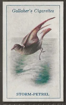 Gallaher-british Birds 1923 (by George Rankin)-#081- Storm Petrel  • £2.99