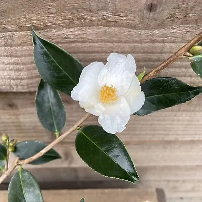 Camellia Cornish Snow 2 Litre Single White Fragrant Flowers Evergreen Shrub • £16.95