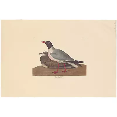 $100 • Buy Audubon Amsterdam Ed Dbl Elephant Folio Lithograph Pl 314 Black-headed Gull