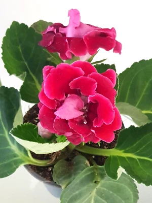 Gloxinia/ Sinningia  Red   Etoile De Feu   Not In Bloom 20/11/23 • £20.40