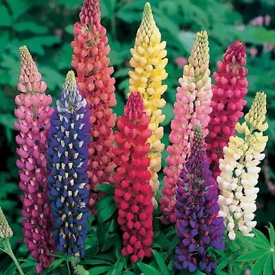 Russell Lupine MIXED COLORS PERENNIAL Hummingbirds & Bees LOVE! Non-GMO 50 SEEDS • $4.48