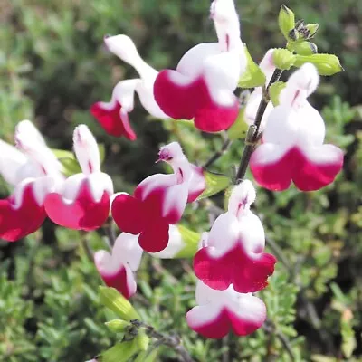 Salvia Cherry Lips - 1 X 1 Litre Potted Plant • £7.99