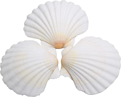 $14.57 • Buy 25Pcs Scallop Shells For Crafts 2-3 Inches White Large Natural Seashells From
