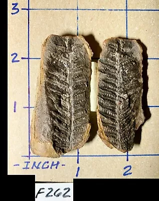 ☆ 2-1/2 Inch - MAZON CREEK OLOGOCARPIA GUTBIERI Fern Fossil ☆ Great Example ☆262 • $14.82