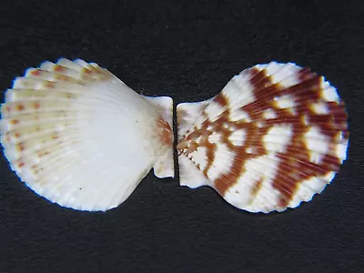 $7.99 • Buy Pecten Haumea Loxoides: Rare Hawaiian Endemic Deep-sea Scallop @ 17.9mm!