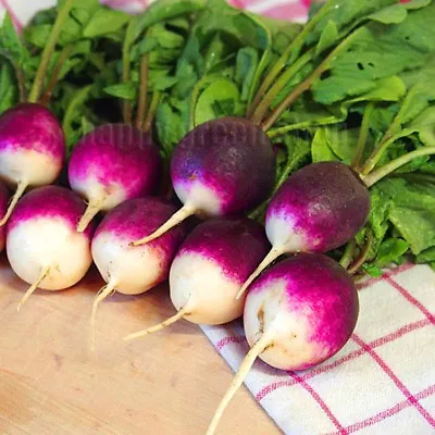 VEGETABLE SEEDS RADISH DIANA - 640 SEEDS - PURPLE RADISH - Raphanus Sativus • £1.99