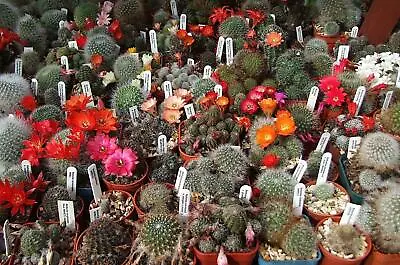 Cactus - Aylostera Mixed Species -  150 Seeds • £1.95