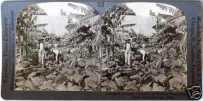 Keystone Stereoview Of Tobacco Plantation Havana Cuba From 1920’s 400 Set #37 • $0.99