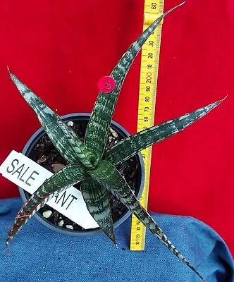 Sansevieria Crocodile Rock Plant #3 Healthy Hybrid Snake Plant - Low Maintenance • $30