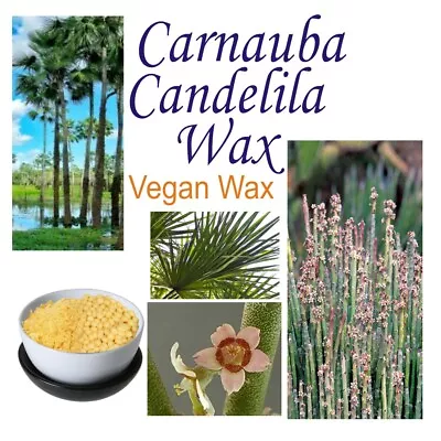 Vegan Wax Flakes CANDELILLA CARNAUBA - Candle Soap Cosmetic Food Wrap Lip Balm • $9.50