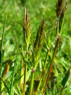 150 Seeds SWEET VERNAL GRASS Sweet Grass Vanilla Grass Anthoxanthum Odoratum • $9.99