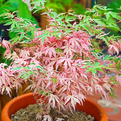 Acer Iyoshi Deciduous Japanese Maple Tree For Patio Garden Ready In Plant Pot • £12.99
