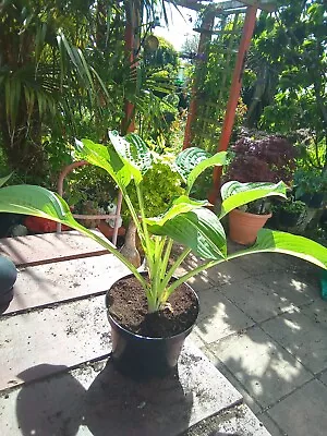 £5 • Buy Hosta Snake Eyes