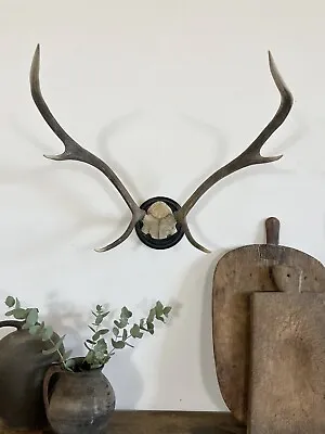 Vintage Antique Wall Mounted Antlers • £220