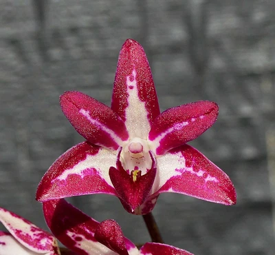 $7 • Buy Orchid -Dendrobium Memoria Michael Breuer