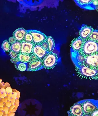 Nirvana Zoanthid Colony • £18.50