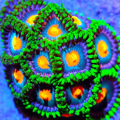 Corals Of Eden Live Coral Frag ~ Green Bay Packers Zoanthid Coral • $5.99
