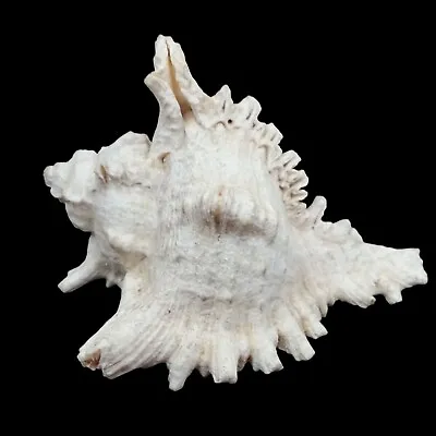 Murex Ramosus Sea Shell 6.5  Sea Life Nature Nautical Beach • $19.24