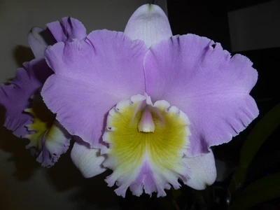 $50.05 • Buy RON Cattleya Orchid Special Quality Div Rlc. Burdekin Debutante 'Pink Lady' AM/A