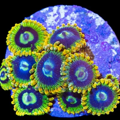 Yoda ZOA Coral Frag - NOT SPS LPS SOFT (3pcs+) • £14.95