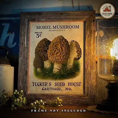 Morel Mushroom Art Print 11x14 Hunting Fishing Cabin Artwork Wall Decor Gift • $9.95