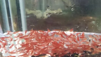 20+ Nice Red Cherry Shrimp! Rcs • $32