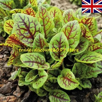 £3 • Buy 100 Seeds Of Herb Sorrel (Red Veined) Hardy Perennial Plant UK SELLER