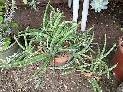 Sansevieria Cylindrica Boncellensis 6  - 10  Starfish Plant Rooted Succulent • $9