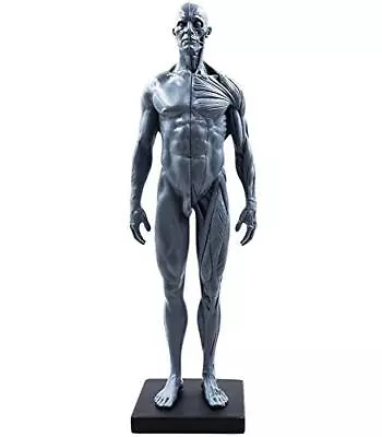 30cm PU 1:6 Human Skeleton Anatomical Model Anatomy Skull Sculpture Body Musc... • $51.68