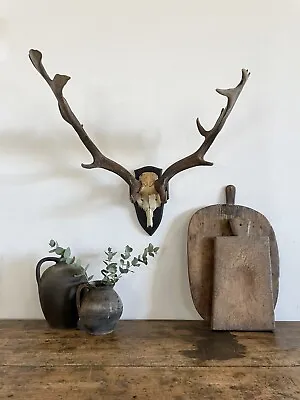 Vintage Antique Wall Mounted Fallow Deer Antlers • £250