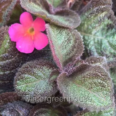 Episcia Pink Panther Flame Violet Violet • $19.62