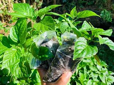 Naga Chilli Plants Naga Morich. 100% Genuine Healthy Naga Plant Four Plants • £17.99