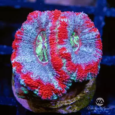 WA Superman Asian Acan - Live Coral Frag • $82.99