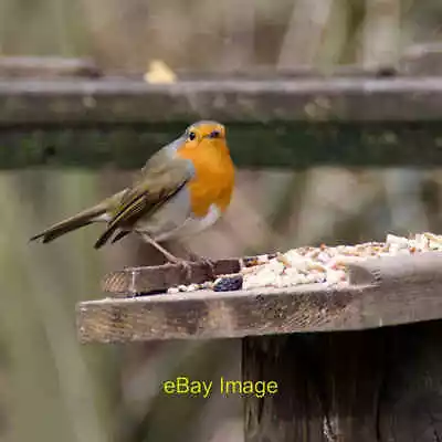 £6 • Buy Photo 12x8 Robin In Humber Bridge Country Park Hessle/TA0326 One Of A Ple C2022