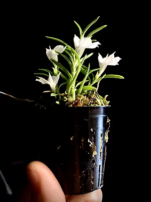Dendrobium Subeliferum Micro Miniature Blooming Size Orchid RARE Potted • $35