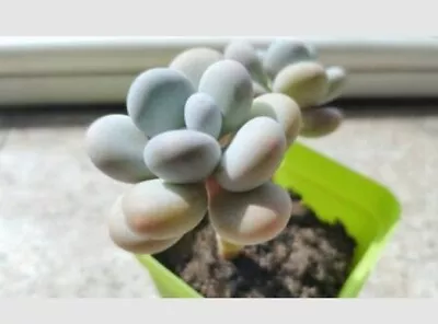 Graptopetalum Amethystinum( Round Form 🏵️ One Head  Only 6cm Diameter  • $10